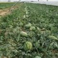 2015蒲城西瓜俏销大江南北