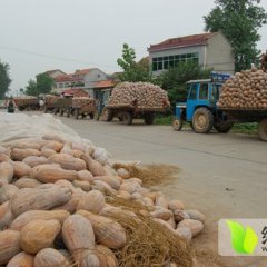 嘉鱼潘湾小果，大果，金韩秘本上市！
