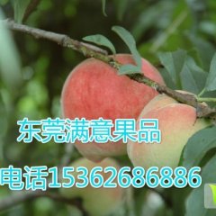 代销桃子，东莞下桥水果批发市场代销桃子