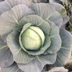 河北唐山 铁头甘蓝 开始出售