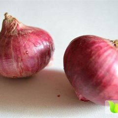 河南通许县 蔬菜基地 低价供应大量冷库洋葱