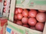永年南大堡蔬菜市场供应大量硬粉西红柿
