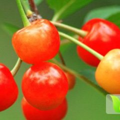 蒙阴樱桃苗木随行就市贾庄高一诚信合作