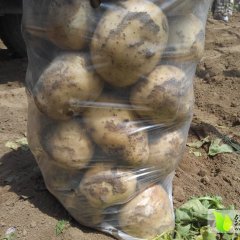 辽宁绥中荷兰十五土豆价格行情平稳