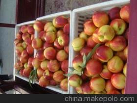 湖北油桃香甜可口,湖北张鹏诚信合作