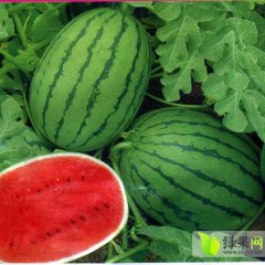 大荔县城辰浩5月京欣西瓜