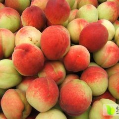 陕西大荔早美蜜桃随行就市