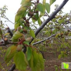 大荔杏子品质优良,县城辰浩诚信合作