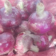 金乡洋葱何去何从申永卫诚信合作