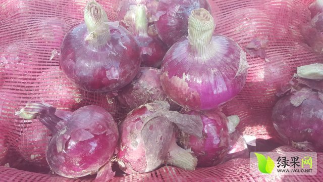 2015年山东金乡紫皮洋葱价格