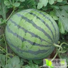 我们拥有丰富的种植经验