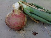 河南滑县红皮洋葱逐渐升温