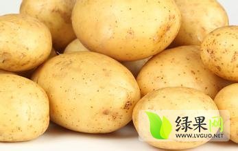 河南通许万亩荷兰土豆上市日上货量百万吨
