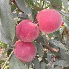 湖北桃子价格行情，油桃毛桃价格信息