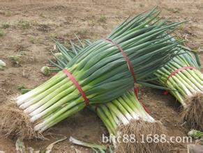 东昌府大葱著名品种沙镇刘义财诚信合作