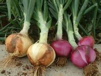金乡红黄皮圆葱，代理收储