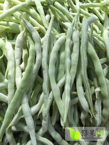 供应临漳芸豆四季豆大量上市啦