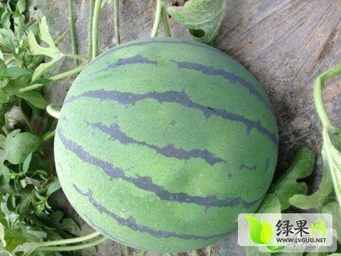 2015年河北饶阳京欣价格