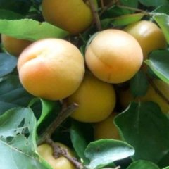 临猗孙吉王海英5月金太阳杏子