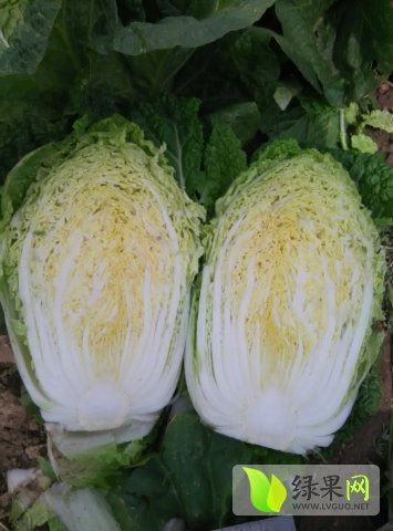 2016年山东平度菊锦价格