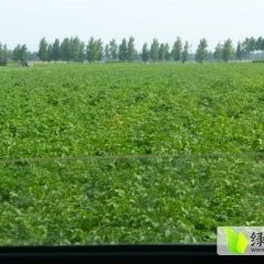 安丘土豆逐渐升温赵戈新农合作社诚信合作