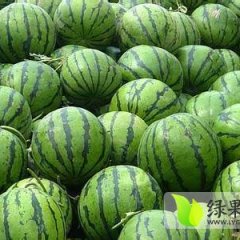 大荔西瓜火爆招商中,范家严军超诚信合作