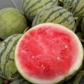 夏邑西瓜著名品牌夏邑张恒诚信合作