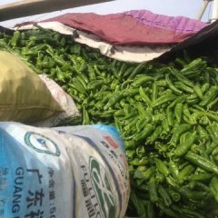 砀山大棚301辣椒大量上市！