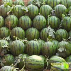 清苑李庄乡刘王力村唐河沙滩西瓜大量上市