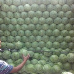 乐亭甘蓝价格行情平稳东翟李乐超诚信合作