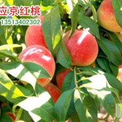 河北保定京红桃大量上市 欢迎采购