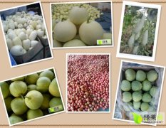 费县早雪 羊角蜜 绿宝石甜瓜大量上市，质量保证。
