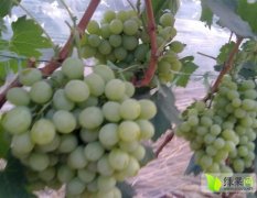 云南宾川青提维多利亚葡萄青提葡萄建业果业产