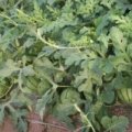 2016江夏金口陈勇5月早春红玉西瓜