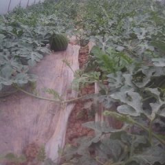 安居东禅蔡海波5月8424西瓜