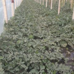 河北保定清苑5月中旬大棚、中棚、陆地西瓜陆续