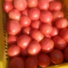 2015泾阳西红柿价格波动不大