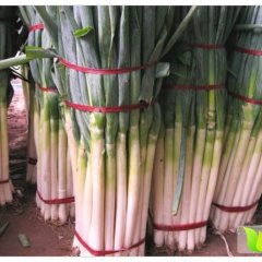 2015平度大葱晚抽欲购从速~！