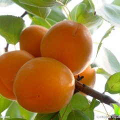 山东费县凯特杏杏子绿色无公害