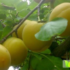 陕西凯特杏子商会