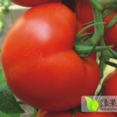 2015寿光西红柿走过路过不要错过