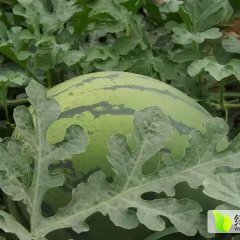 陕西蒲城甜王系列西瓜产销两旺