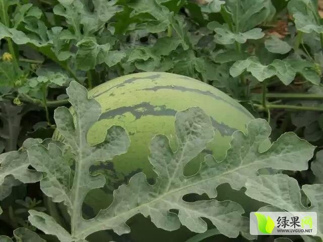 甜王系列价格