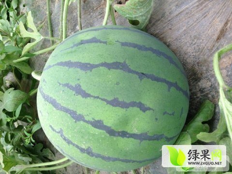 2015年山东郯城京欣价格