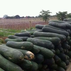老下雨冬瓜不好装车啊今天发兰州一车
