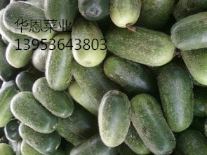 青州冬瓜口感爽口东夏王华恩诚信合作