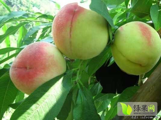 2015年陕西大荔早美桃价格