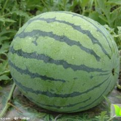 陕西京欣西瓜批发京欣西瓜基地