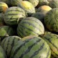 大荔范家翟耀军5月京欣西瓜