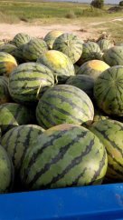 大荔范家翟耀军5月京欣西瓜